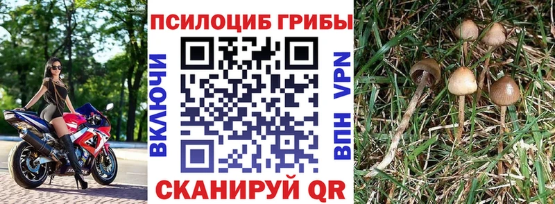 Купить где  Кимовск  Псилоцибиновые грибы мицелий 
